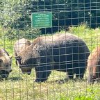 Libearty Bear Santuary,Transylvania
